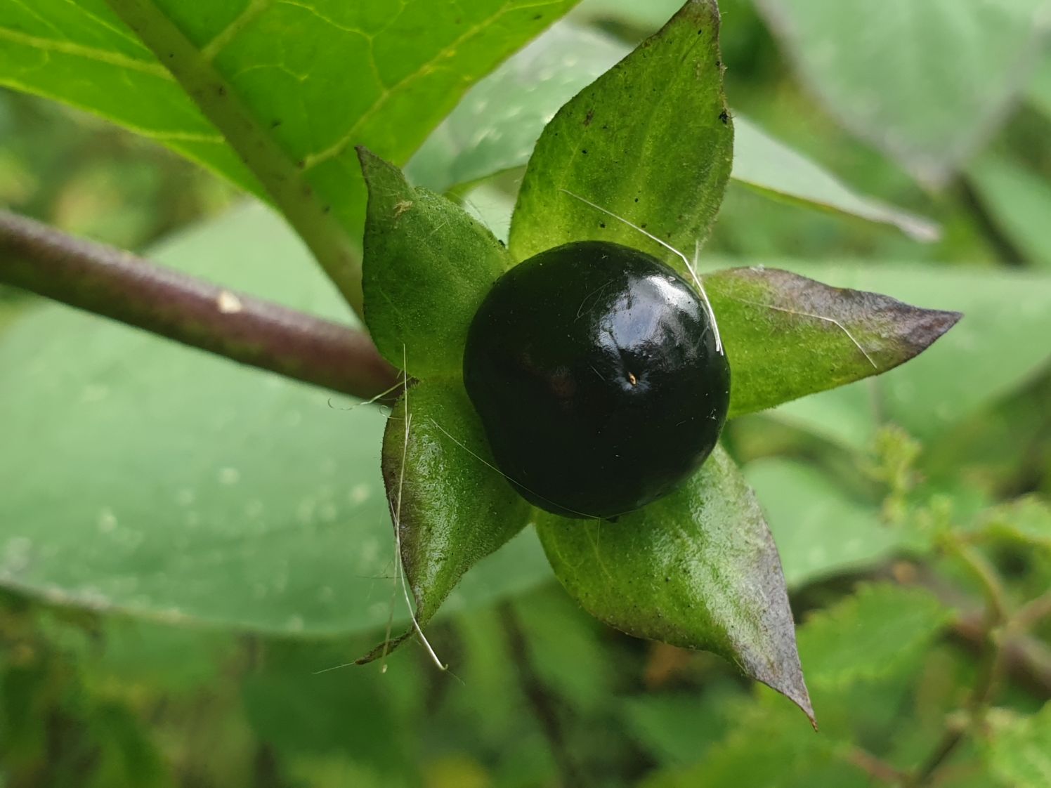 Black Belladonna Seeds for Planting  Unique and Mysterious Garden Addition