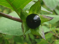 Black Belladonna Seeds for Planting  Unique and Mysterious Garden Addition