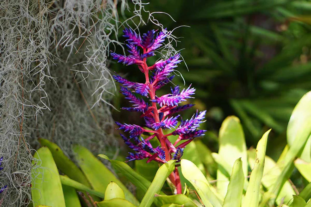 Purple Pink Bromeliad Flower seeds for Planting Premium Quality Heirloom & GMO Free Seeds for Home Garden