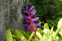 Purple Pink Bromeliad Flower seeds for Planting Premium Quality Heirloom & GMO Free Seeds for Home Garden