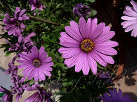 Lavender Osteospermum Flower seeds for Planting - Sun Loving, Heirloom & GMO Free Seeds for Home Garden