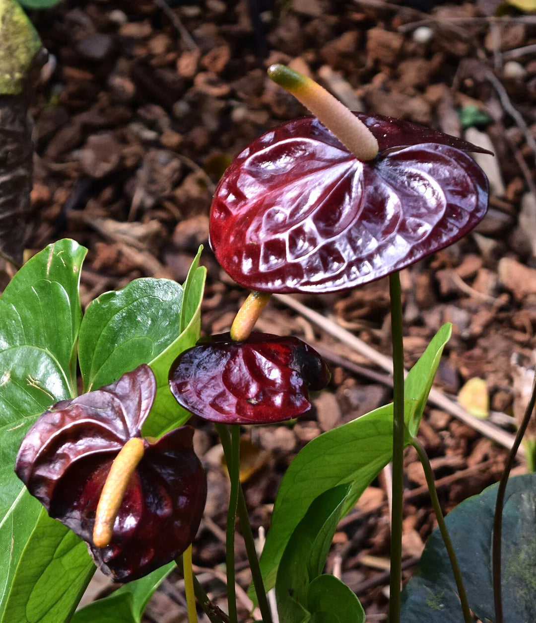 Maroon Anthurium Flower seeds for Planting Colorful Display Heirloom & GMO Free Seeds for Home Garden