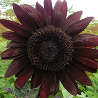 Deep Purple Sunflower Flower seeds for Planting - Cottage Garden Essential, Heirloom & GMO Free Seeds for Home Garden