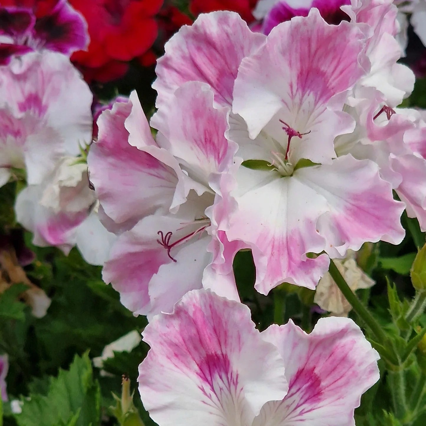 Mixed Regal Pelargonium Seeds for Planting