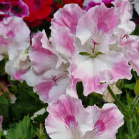Mixed Regal Pelargonium Seeds for Planting