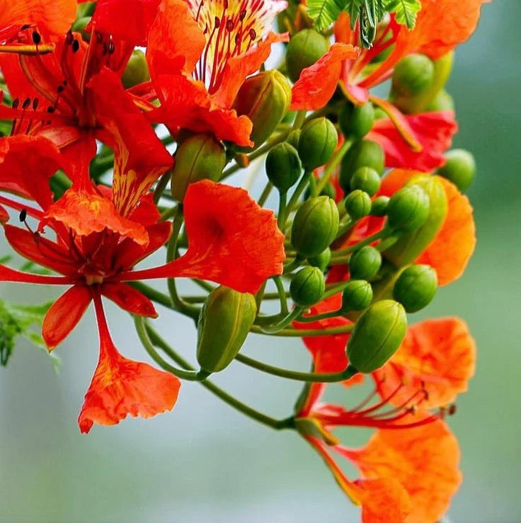 Flamboyant Flower seeds for Planting - Seasonal Bloomer, Heirloom & GMO Free Seeds for Home Garden