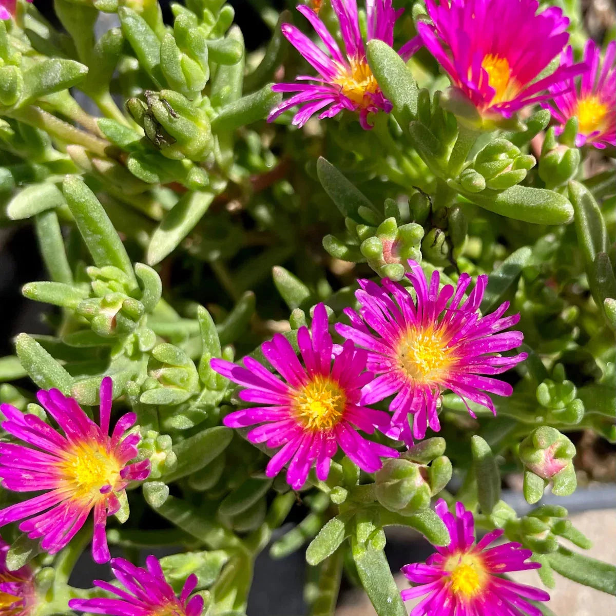 Pink Table Mountain Flower seeds for Planting Low Maintenance Heirloom & GMO Free Seeds for Home Garden 
 
 Sale