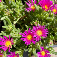 Pink Table Mountain Flower seeds for Planting Low Maintenance Heirloom & GMO Free Seeds for Home Garden 
 
 Sale