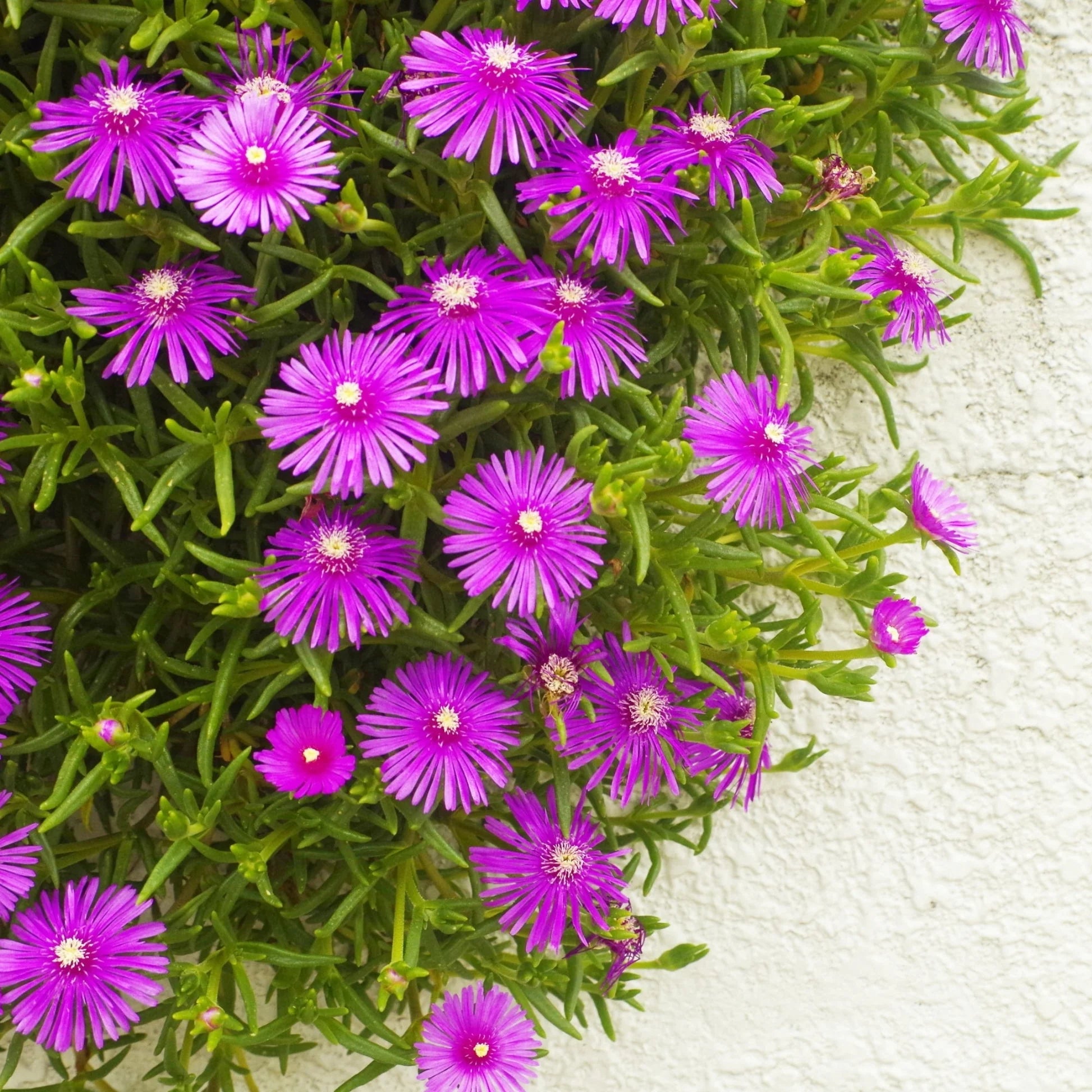 Delosperma Flower seeds for Planting - Shade Tolerant, Heirloom & GMO Free Seeds for Home Garden