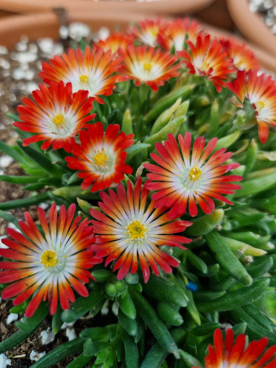 Red Delosperma Flower seeds for Planting Fragrant Blossoms Heirloom & GMO Free Seeds for Home Garden