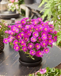 Pink Table Mountain Flower seeds for Planting Low Maintenance Heirloom & GMO Free Seeds for Home Garden 
 
 Sale