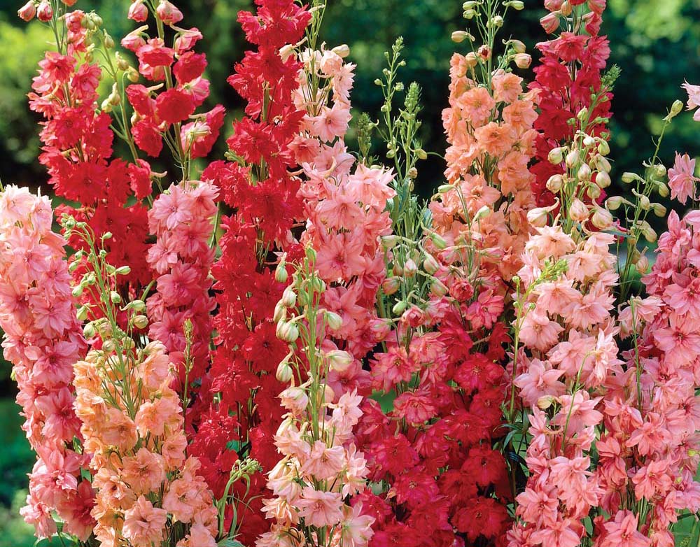Delphinium Flower seeds for Planting - Cottage Garden Essential, Heirloom & GMO Free Seeds for Home Garden