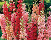 Delphinium Flower seeds for Planting - Cottage Garden Essential, Heirloom & GMO Free Seeds for Home Garden