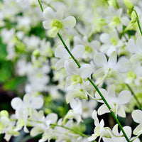 White Dendrobium seeds for planting