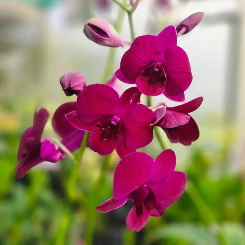 Pink Red Dendrobium Flower seeds for Planting - Drought Tolerant, Heirloom & GMO Free Seeds for Home Garden