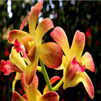Brown Dendrobium Flower seeds for Planting Shade Tolerant Heirloom & GMO Free Seeds for Home Garden 
 
 Sale