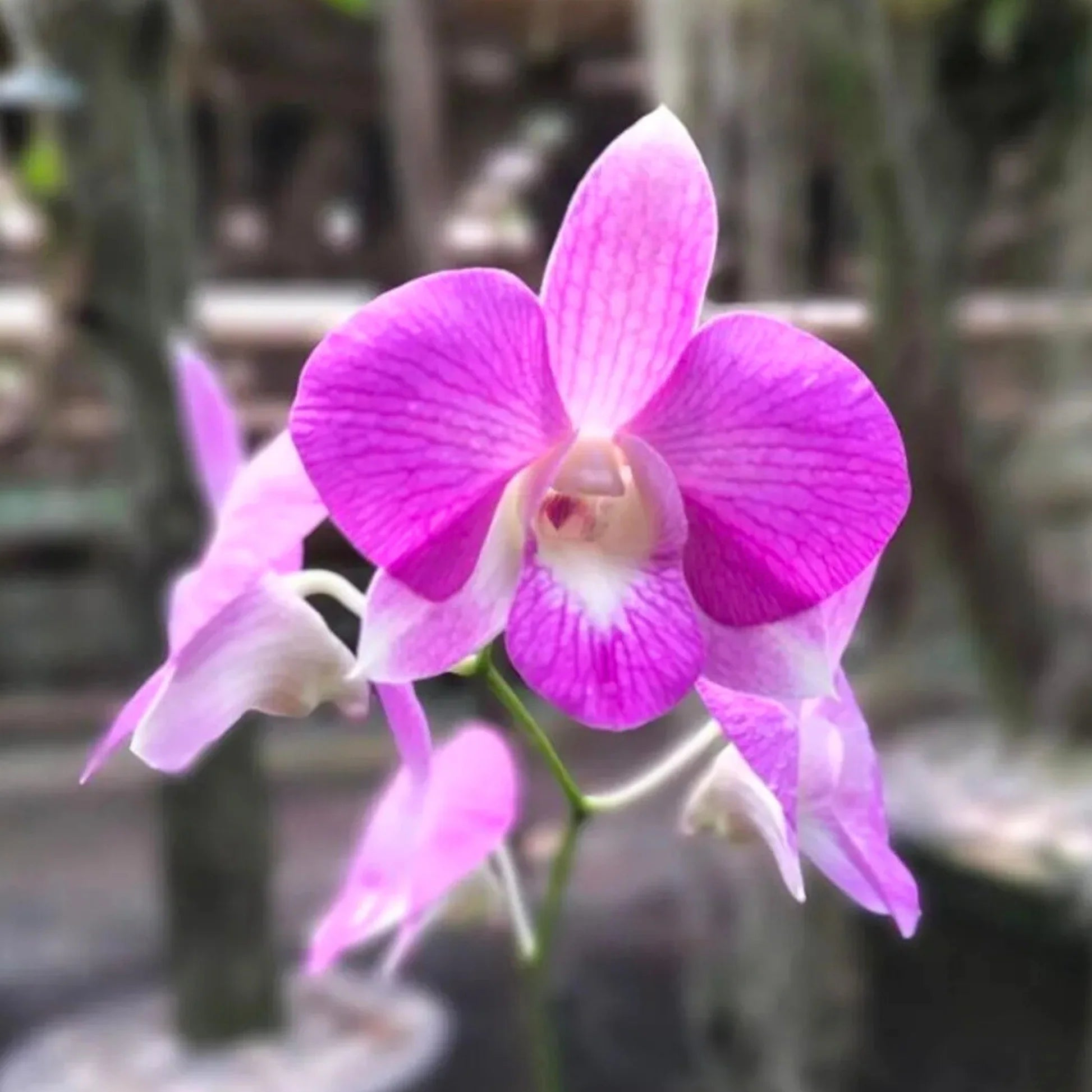 Pink Dendrobium Flower seeds for Planting Premium Quality Heirloom & GMO Free Seeds for Home Garden 
 
 Sale