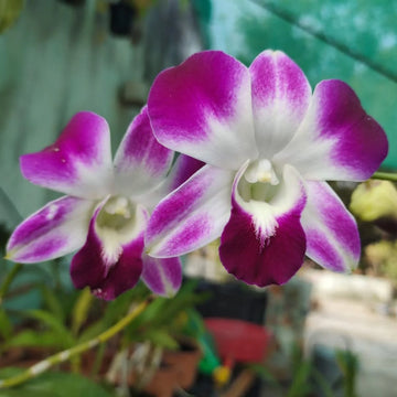 Purple White Ascocentrum Flower seeds for Planting Seasonal Bloomer Heirloom & GMO Free Seeds for Home Garden
 
 Sale