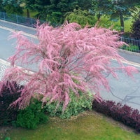Tamarix Flower seeds for Planting - Garden Favorite, Heirloom & GMO Free Seeds for Home Garden