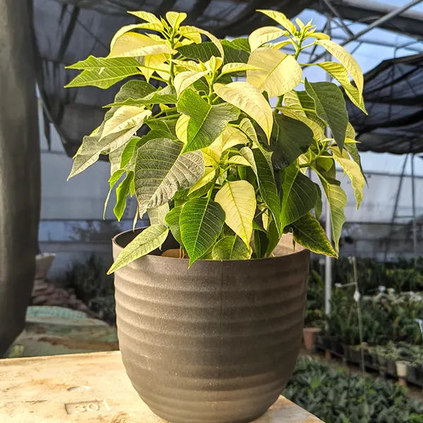 Green Poinsettia Flower seeds for Planting Hardy Variety Heirloom & GMO Free Seeds for Home Garden 
 
 Sale