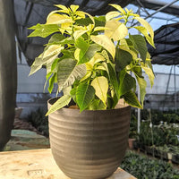 Green Poinsettia Flower seeds for Planting Hardy Variety Heirloom & GMO Free Seeds for Home Garden 
 
 Sale