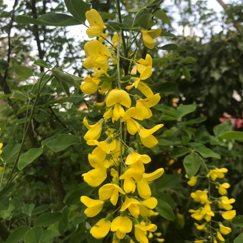 Golden Chain Flower Seeds for Planting  Elegant Garden Blooms