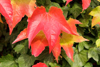 Yellow Red Boston Ivy Flower seeds for Planting - Shade Tolerant, Heirloom & GMO Free Seeds for Home Garden