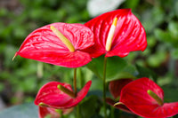 Anturio Flower seeds for Planting - Premium Quality, Heirloom & GMO Free Seeds for Home Garden