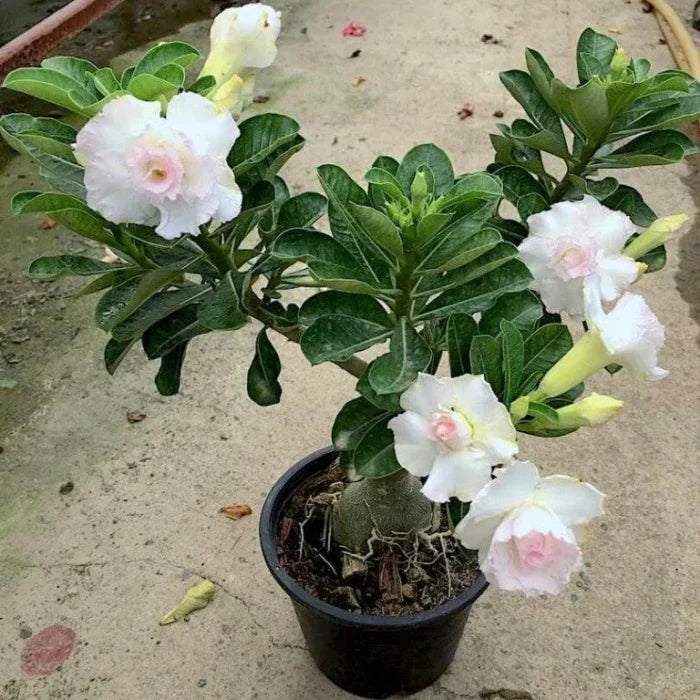 White Adenium Flower seeds for Planting - Colorful Display, Heirloom & GMO Free Seeds for Home Garden
