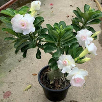 White Adenium Flower seeds for Planting - Colorful Display, Heirloom & GMO Free Seeds for Home Garden
