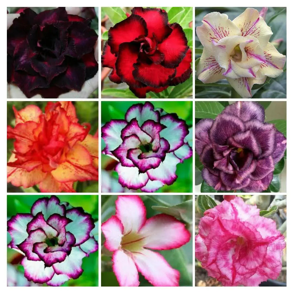 Mixed color Desert Rose Daisy flowers in bloom