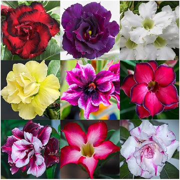 Desert Rose mixed style flower seeds for planting