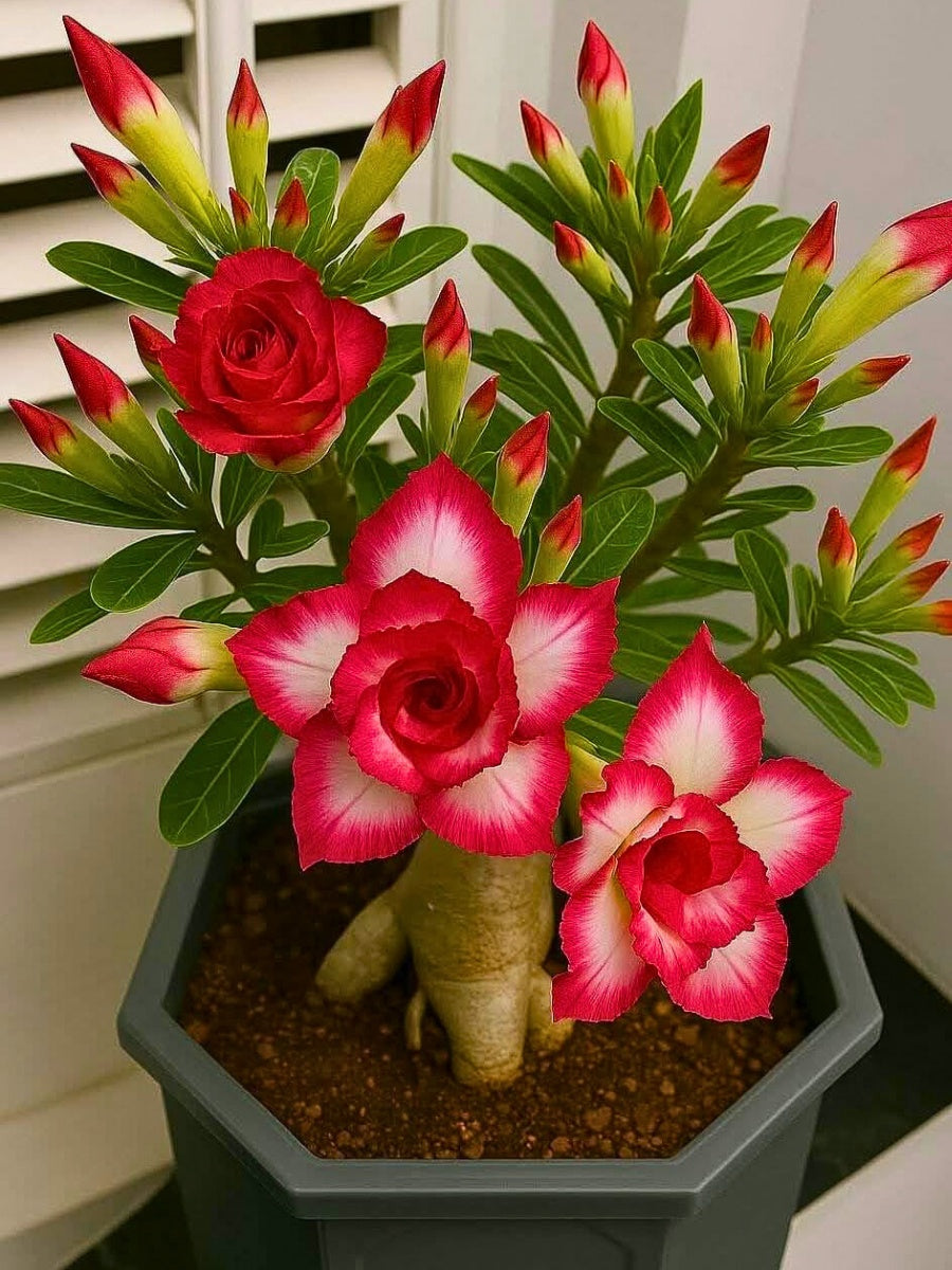 Adenium Flower seeds for Planting Cut Flower Favorite Heirloom & GMO Free Seeds for Home Garden