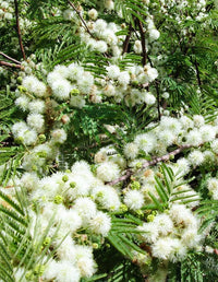 Green Desert Fern Flower seeds for Planting - Compact Growth, Heirloom & GMO Free Seeds for Home Garden