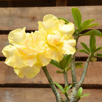 Yellow Adenium Obesum Seeds Garden Favorite Heirloom & GMO Free Seeds for Home Garden
 
 Sale