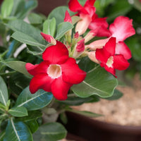 Red Adenium Obesum Flower seeds for Planting Compact Growth Heirloom & GMO Free Seeds for Home Garden