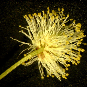 Yellow Illinois BundleFlower seeds for Planting - Vibrant Colors, Heirloom & GMO Free Seeds for Home Garden
 
 Sale for planting in home garden