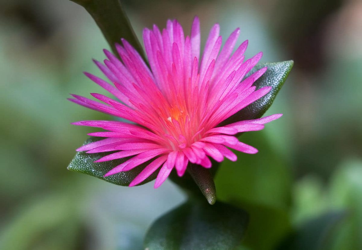 Vibrant Red Aptenia Cordifolia Flower Seeds for Easy Planting