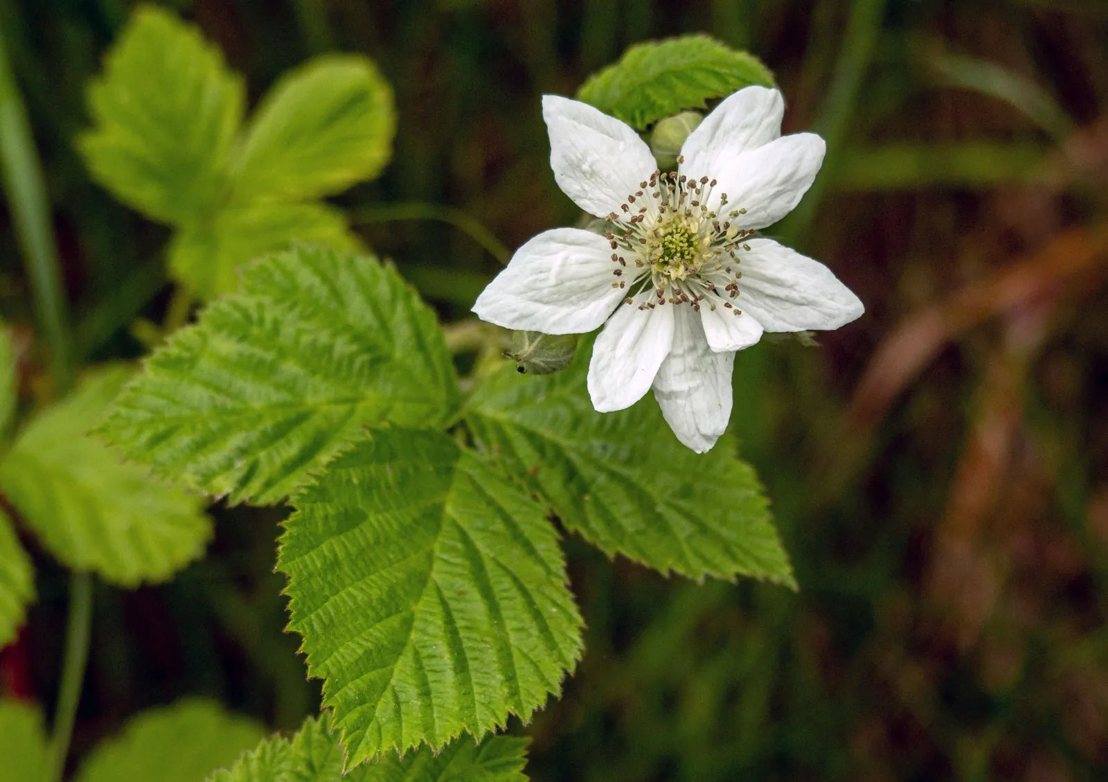 Dewberry or BlackBerry Flower seeds for Planting - Pollinator Friendly, Heirloom & GMO Free Seeds for Home Garden