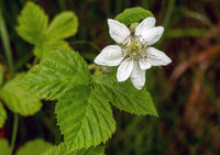 Dewberry or BlackBerry Flower seeds for Planting - Pollinator Friendly, Heirloom & GMO Free Seeds for Home Garden