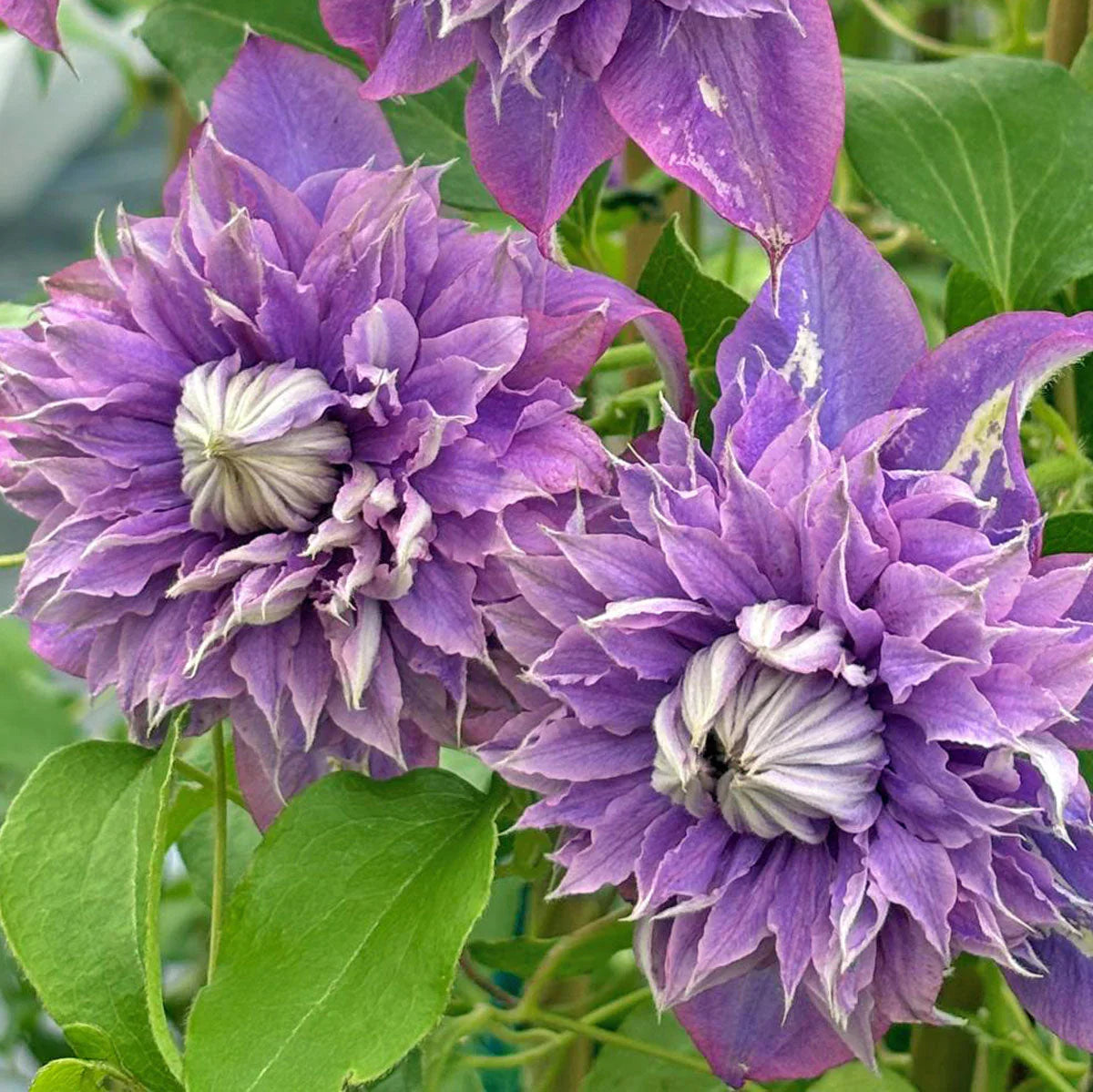 Violet Red Clematis Flower seeds for Planting Bright Blooms Heirloom & GMO Free Seeds for Home Garden