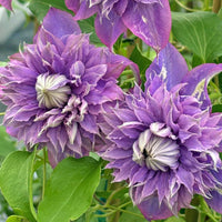 Violet Red Clematis Flower seeds for Planting Bright Blooms Heirloom & GMO Free Seeds for Home Garden