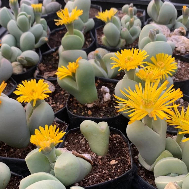 Dinteranthus Flower seeds for Planting - Long Bloom Season, Heirloom & GMO Free Seeds for Home Garden
