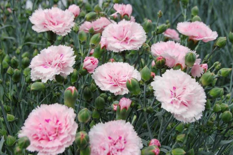 Baby Pink Dianthus Flower seeds for Planting Fragrant Blossoms Heirloom & GMO Free Seeds for Home Garden 
 
 Sale