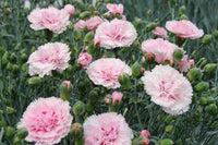 Baby Pink Dianthus Flower seeds for Planting Fragrant Blossoms Heirloom & GMO Free Seeds for Home Garden 
 
 Sale