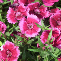 Rose Mix Dianthus Flower Seeds for Planting – Drought Tolerant Heirloom & NonGMO Seeds for Home Garden
 
 Sale