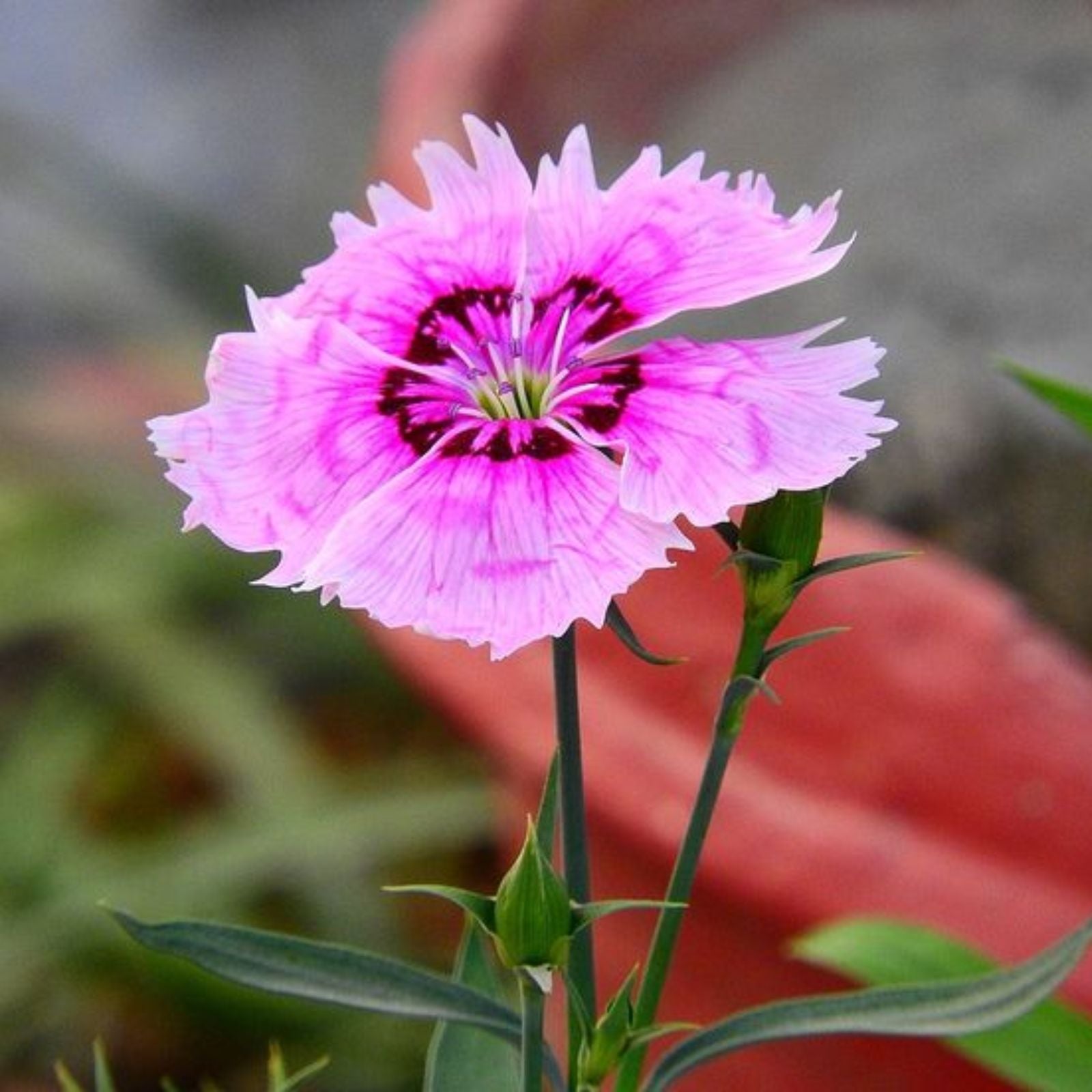 Pink Dianthus Cardinal Flower seeds for Planting Colorful Display Heirloom & GMO Free Seeds for Home Garden 
 
 Sale