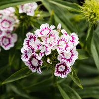 Dianthus Purple White Flower seeds for Planting - Compact Growth, Heirloom & GMO Free Seeds for Home Garden