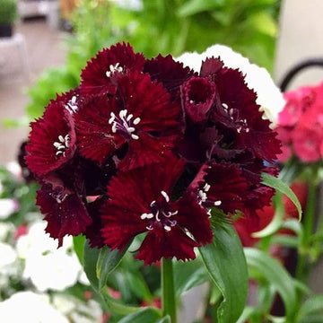 Maroon Dianthus seeds for planting