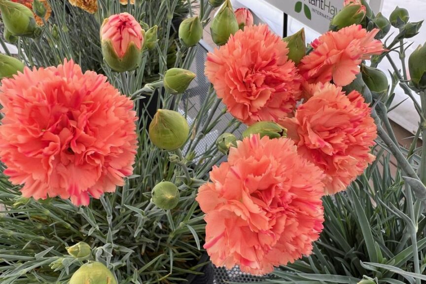 Orange Carnation Flower seeds for Planting - Hardy Variety, Heirloom & GMO Free Seeds for Home Garden